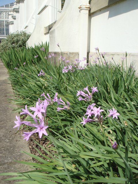 Tulbaghia violacea